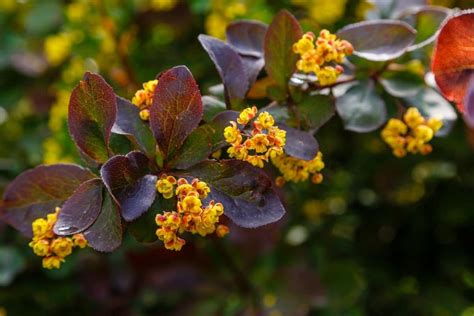 plante burberry|photos of barberry bushes.